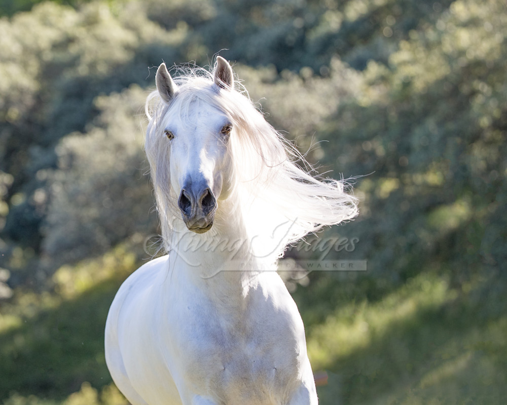 White Stallion Runs In The Light Photography Art | Living Images by Carol Walker, LLC