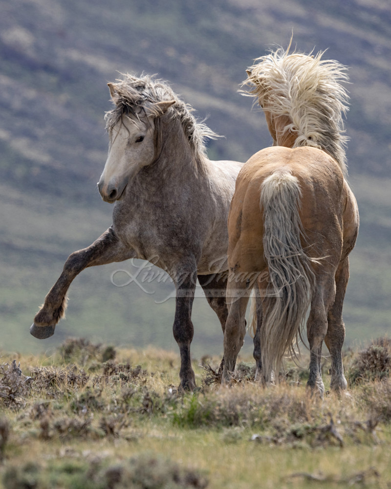 Dance Of The Wild Stallions Photography Art | Living Images by Carol Walker, LLC