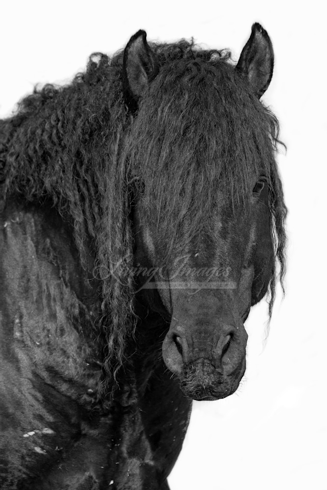 Portrait Of A Wild Curly Stallion Photography Art | Living Images by Carol Walker, LLC