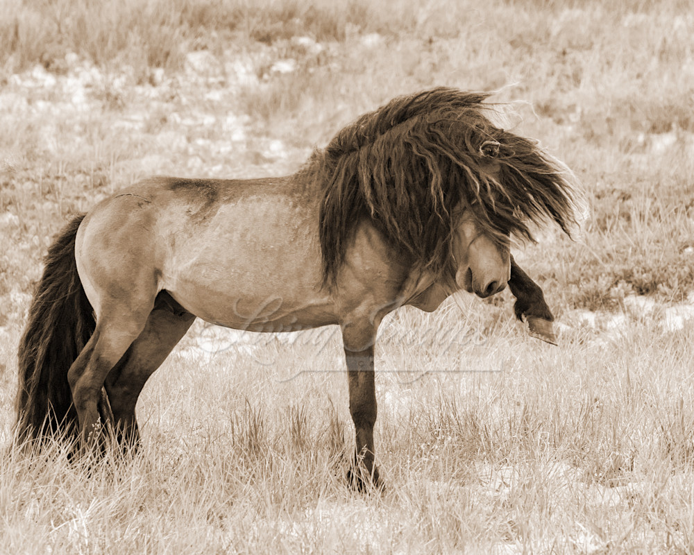 Sable Island Stallion Strikes Out In Sepia Photography Art | Living Images by Carol Walker, LLC