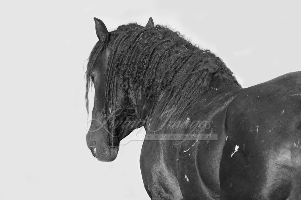 The Wild Curly Stallion's Strength Photography Art | Living Images by Carol Walker, LLC
