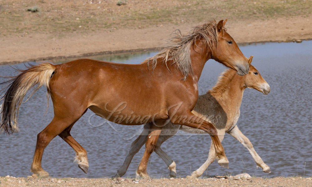 Wild Mare And Foal Trot Photography Art | Living Images by Carol Walker, LLC