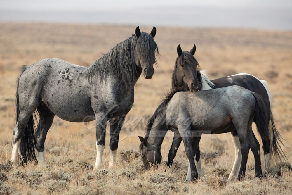 Blue Zeus, Nike And Foal Photography Art | Living Images by Carol Walker, LLC