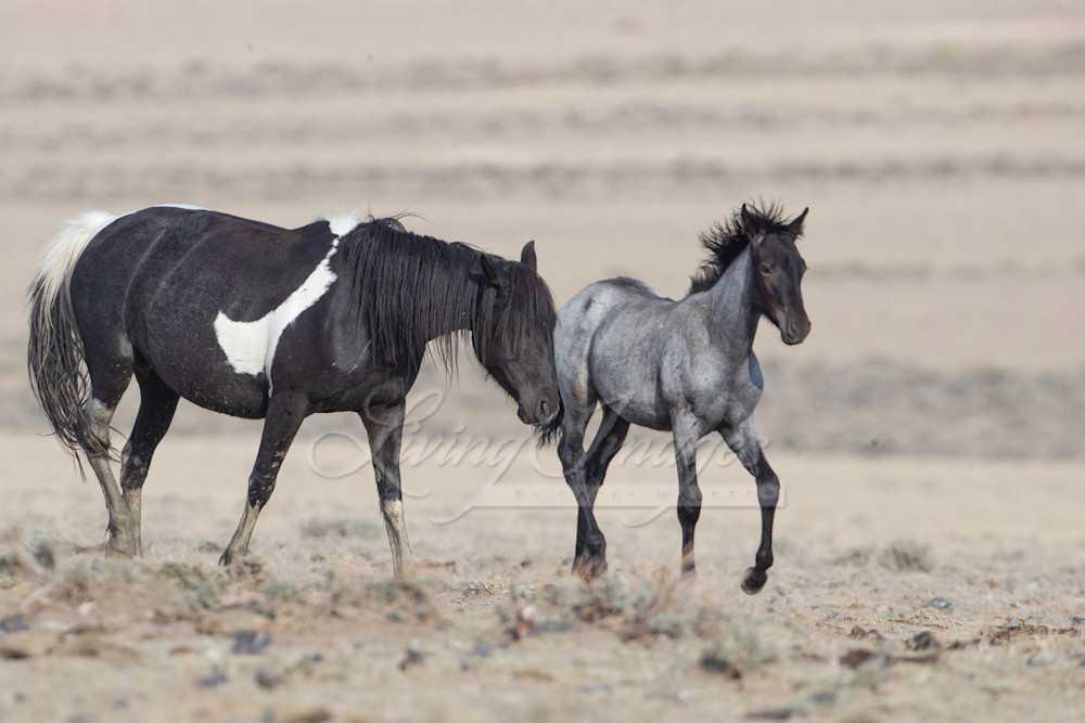 Nike And Foal Photography Art | Living Images by Carol Walker, LLC