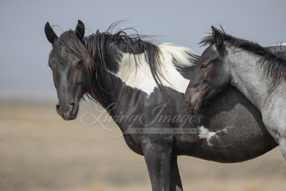 Nike And Foal Iv Photography Art | Living Images by Carol Walker, LLC