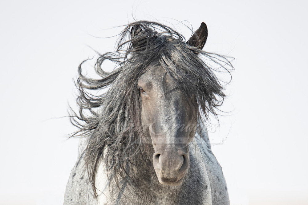 Blue Zeus And His Wild Mane Photography Art | Living Images by Carol Walker, LLC