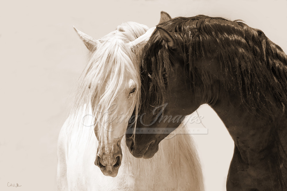 Black And White Stallions In Sepia Photography Art | Living Images by Carol Walker, LLC