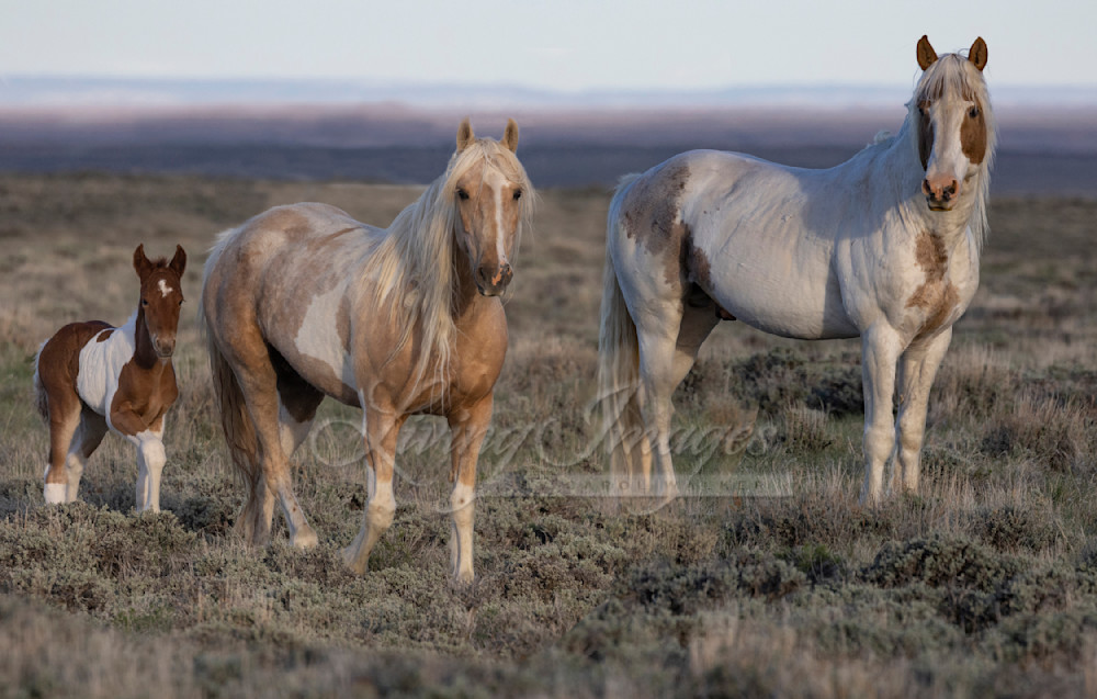 Wild Red Desert Family Ii Photography Art | Living Images by Carol Walker, LLC