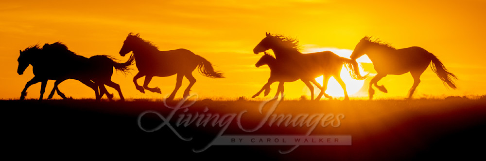 Flying At Sunrise  Photography Art | Living Images by Carol Walker, LLC