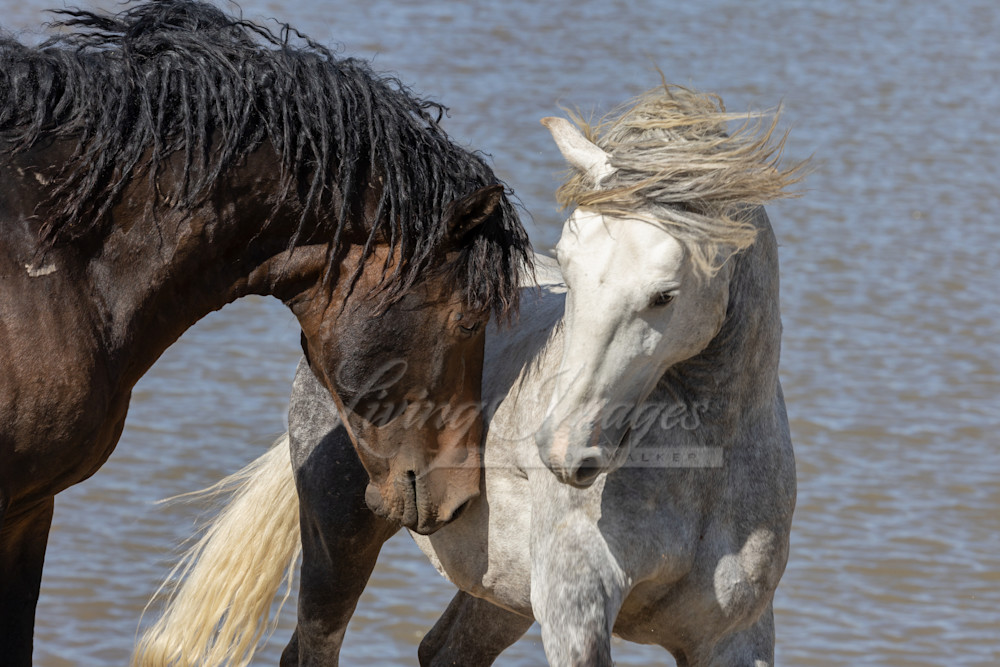 Wild Stallion Conversation Photography Art | Living Images by Carol Walker, LLC