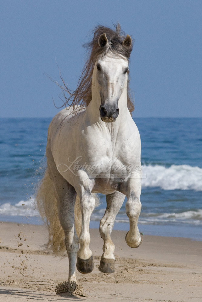 grey Andalusian stallion running on the beach at Ojai, CA