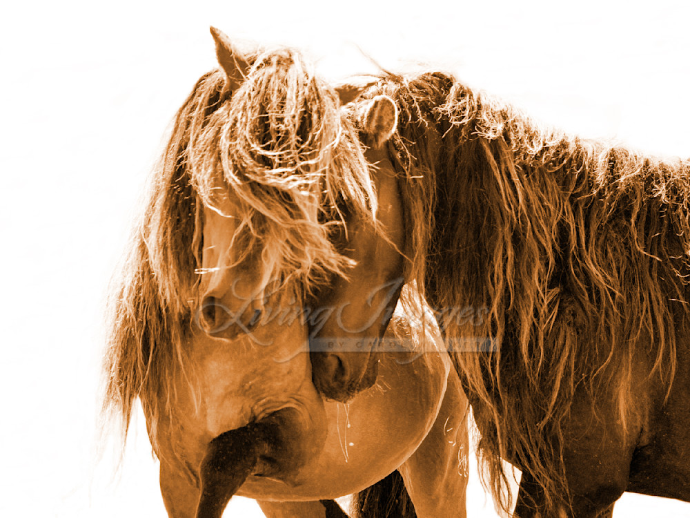 Two Sable Island Stallions Chestnut 30x40 Photography Art | Living Images by Carol Walker, LLC