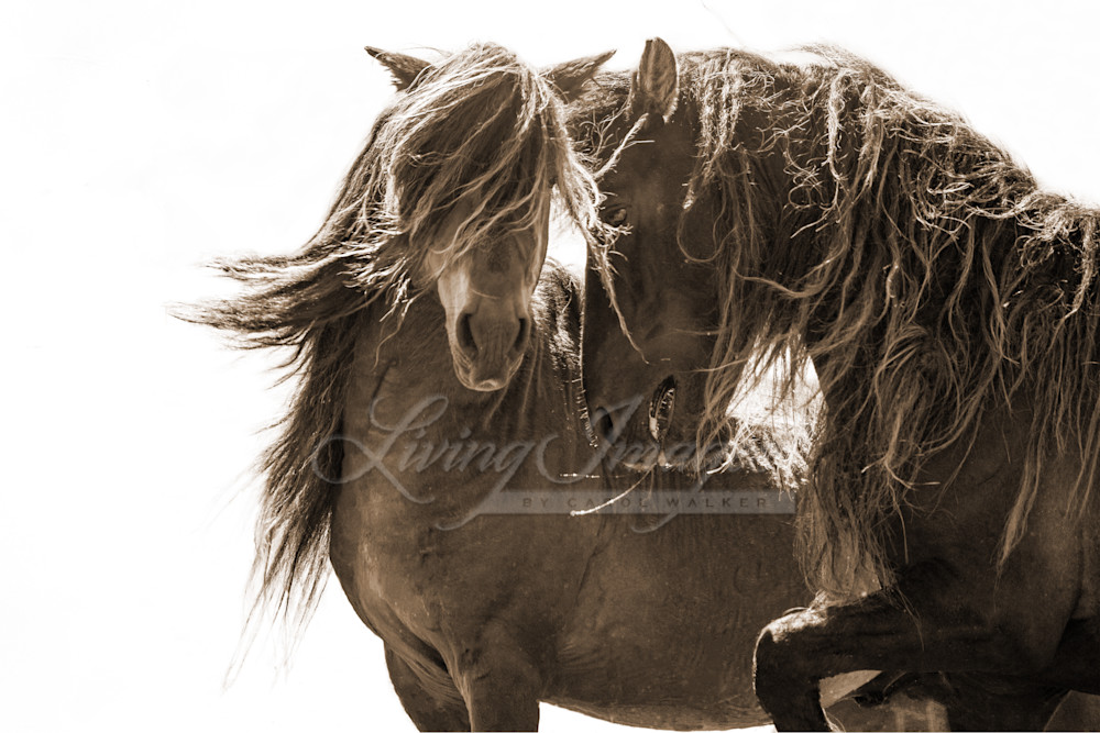 Two Sable Island Stallions Together In Sepia Photography Art | Living Images by Carol Walker, LLC