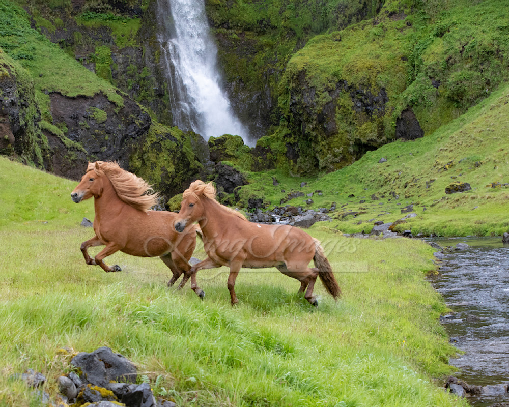 Two Red Horses And The Waterfall Photography Art | Living Images by Carol Walker, LLC