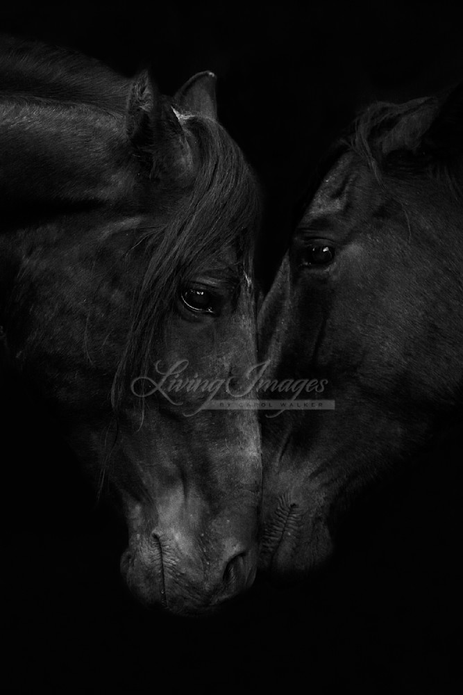 Stallion And Mare Ii Photography Art | Living Images by Carol Walker, LLC