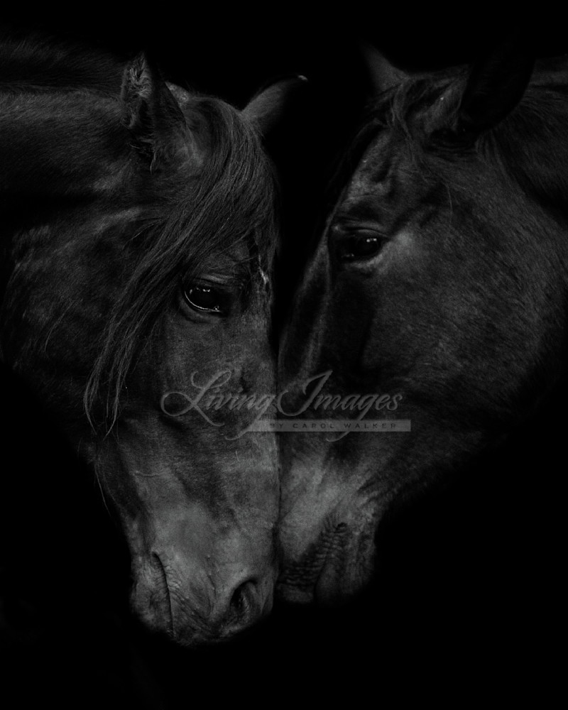 The Stallion And The Mare Iii Photography Art | Living Images by Carol Walker, LLC