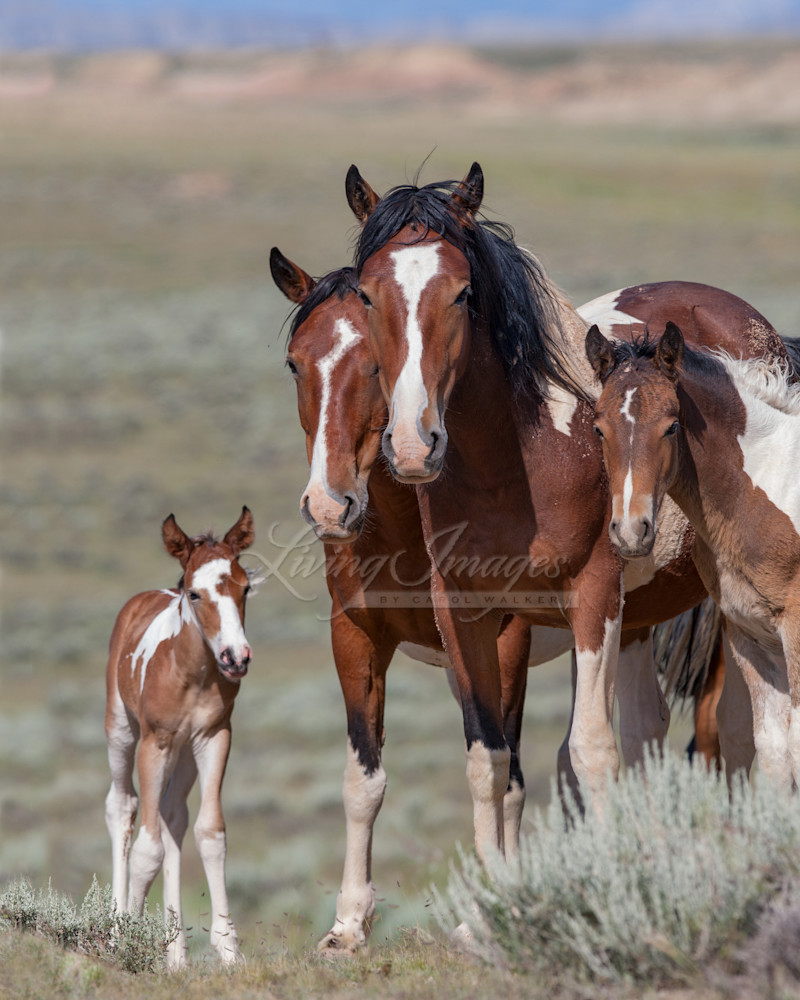 Wild Pinto Family 40x50 Photography Art | Living Images by Carol Walker, LLC