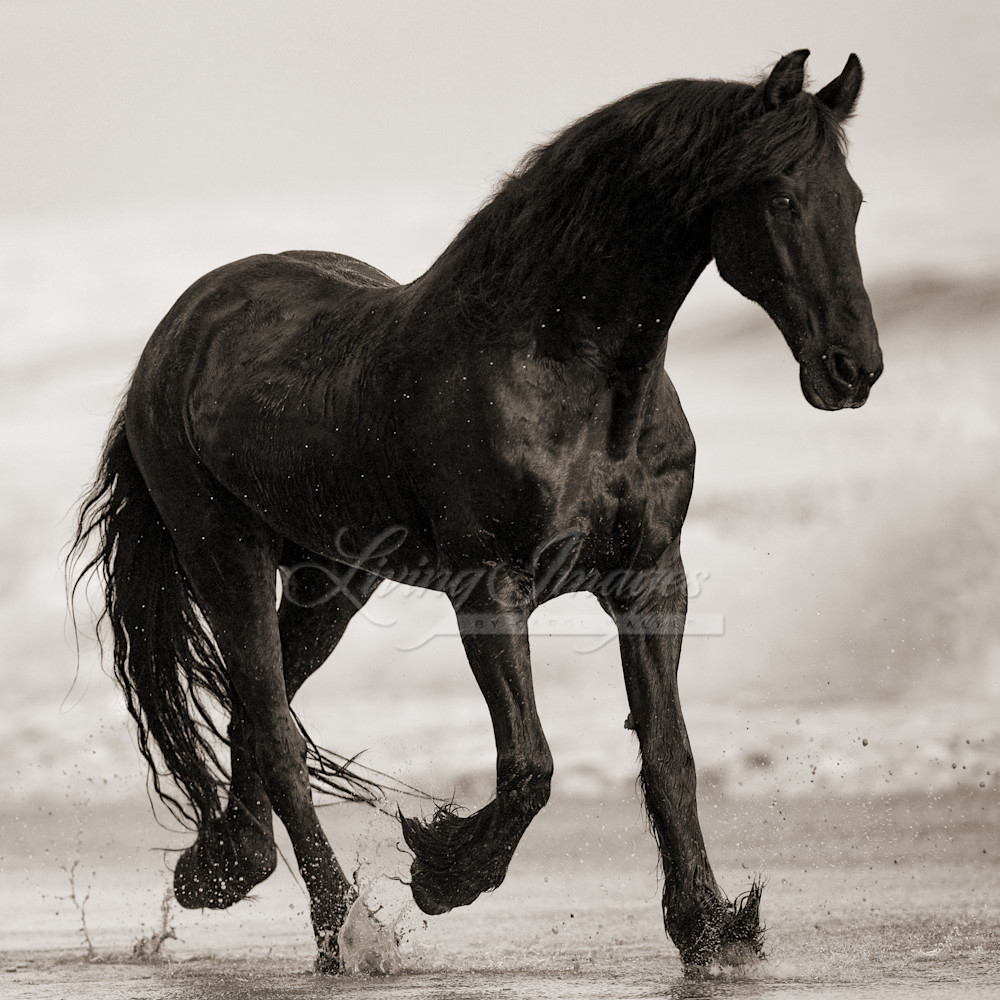 Summerland Beach, Ojai, CA, horse, Friesian purebred gelding trots on the beach at sunset