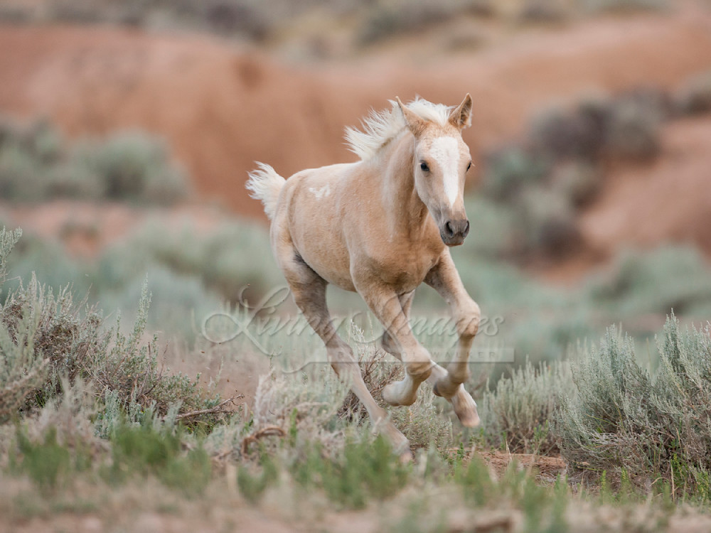 Palomino Foal Runs Photography Art | Living Images by Carol Walker, LLC