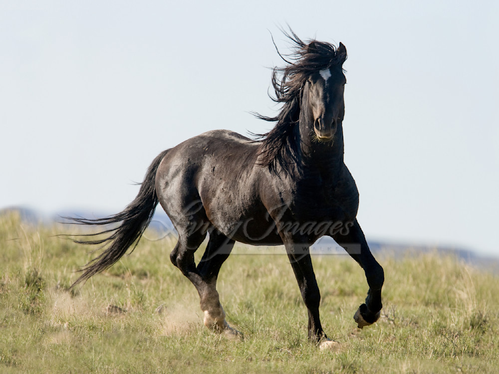 black wild horse, stallion, at McCullough Peaks, Cody, WY