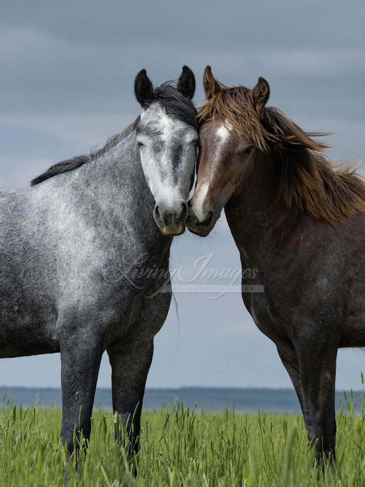 Wild Filly Besties Photography Art | Living Images by Carol Walker, LLC