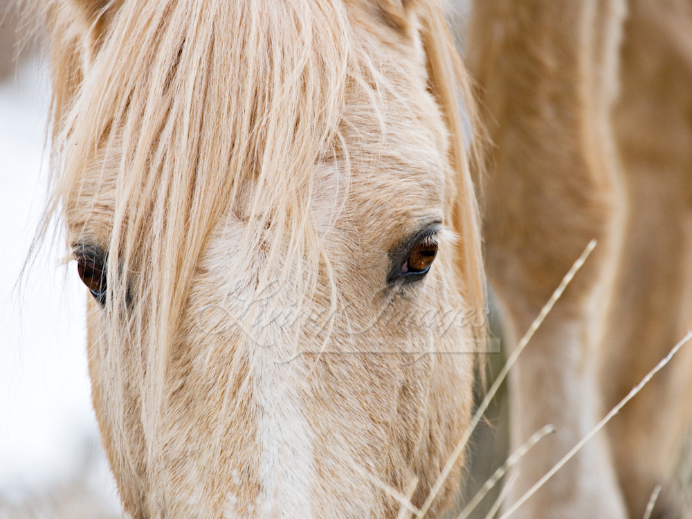 Cloud's Eyes 30x40 Photography Art | Living Images by Carol Walker, LLC