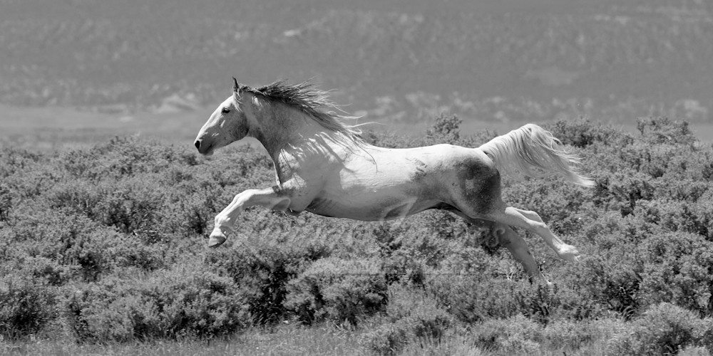 Willie Nelson Flying In Black And White Photography Art | Living Images by Carol Walker, LLC