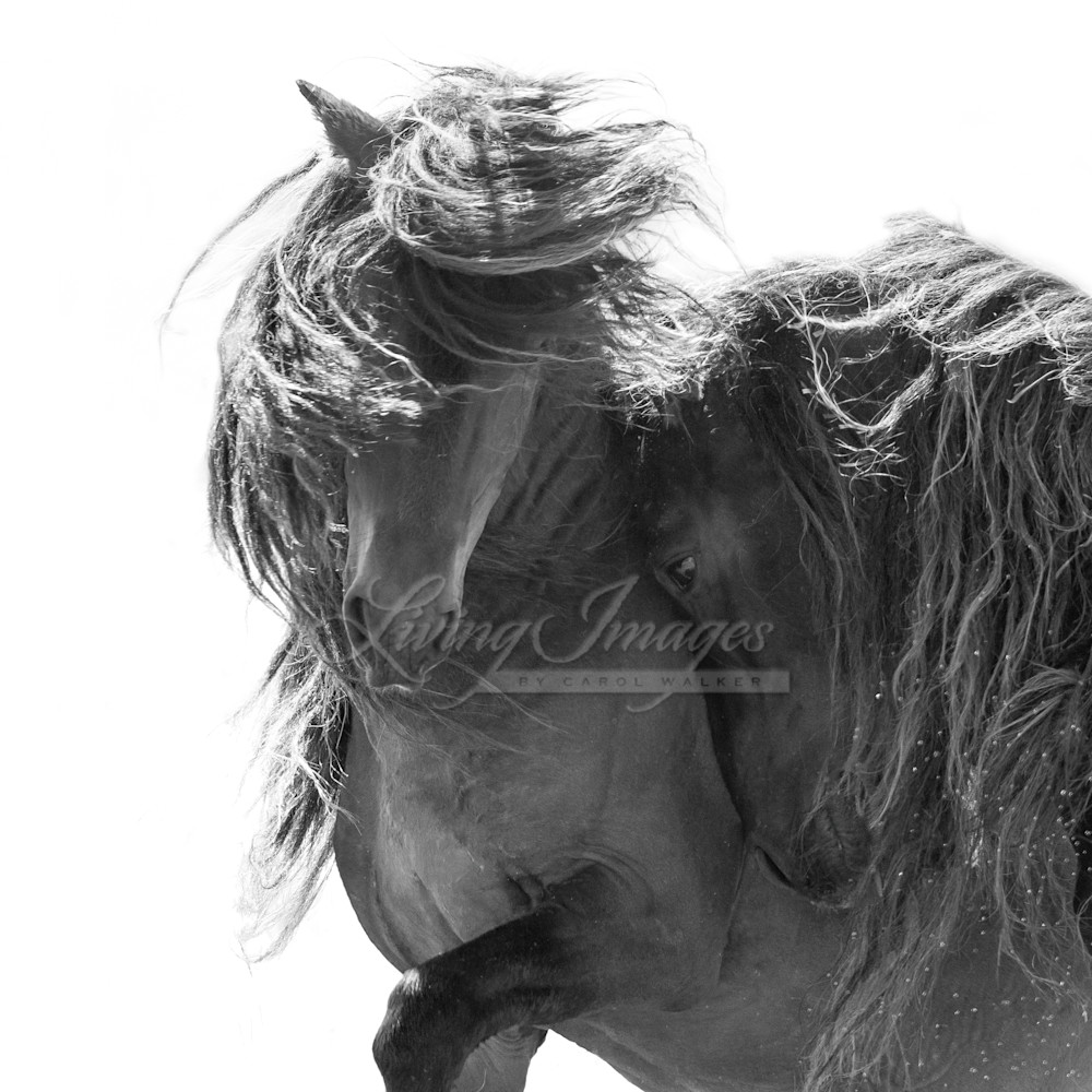 Two Sable Island Stallions Vi Photography Art | Living Images by Carol Walker, LLC