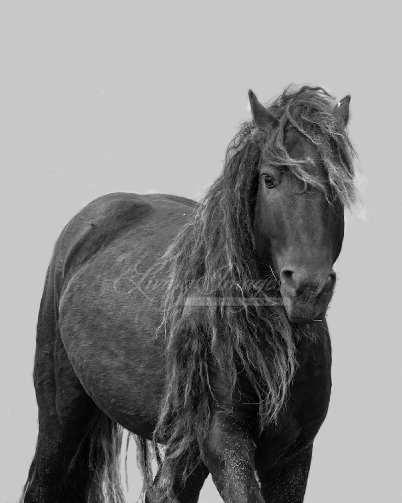 Sable Island Stallion Close Portrait Photography Art | Living Images by Carol Walker, LLC