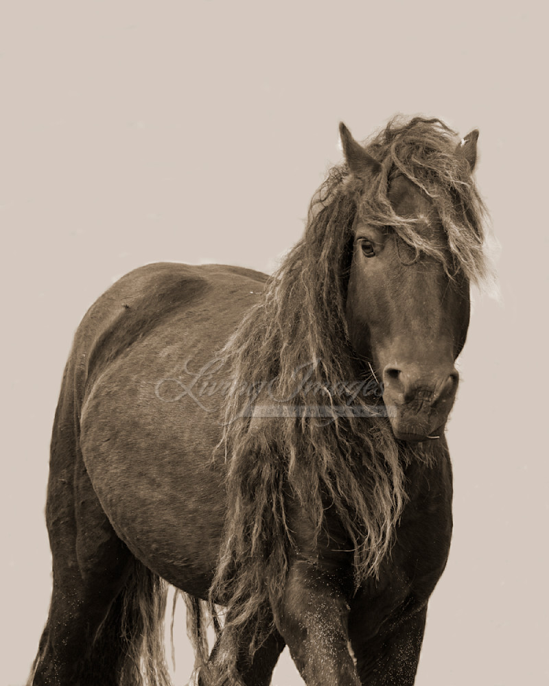 Sable Island Stallion Close Portrait In Sepia Photography Art | Living Images by Carol Walker, LLC