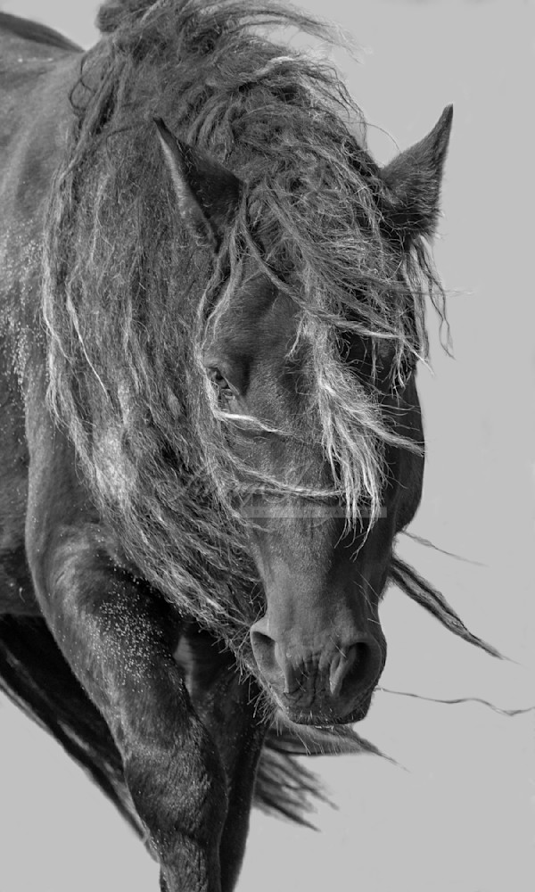 Sable Island Stallion In The Breeze In Black And White Photography Art | Living Images by Carol Walker, LLC