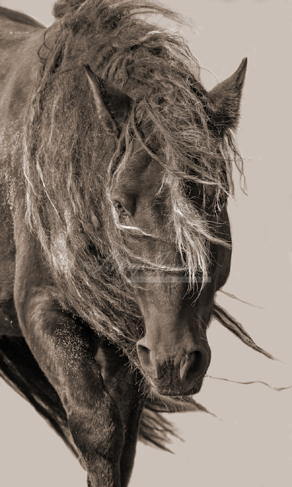 Sable Island Stallion In The Breeze In Sepia Photography Art | Living Images by Carol Walker, LLC