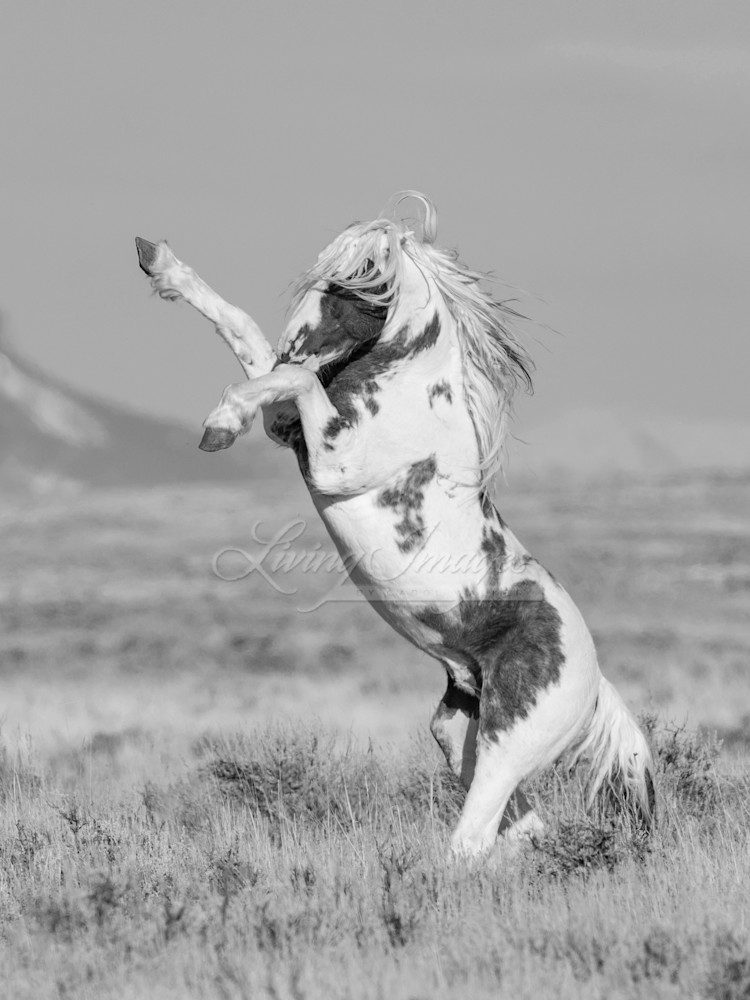 Thor Rears In Black And White Photography Art | Living Images by Carol Walker, LLC