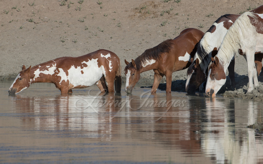 Picasso And His Family At The Waterhole Ii Photography Art | Living Images by Carol Walker, LLC