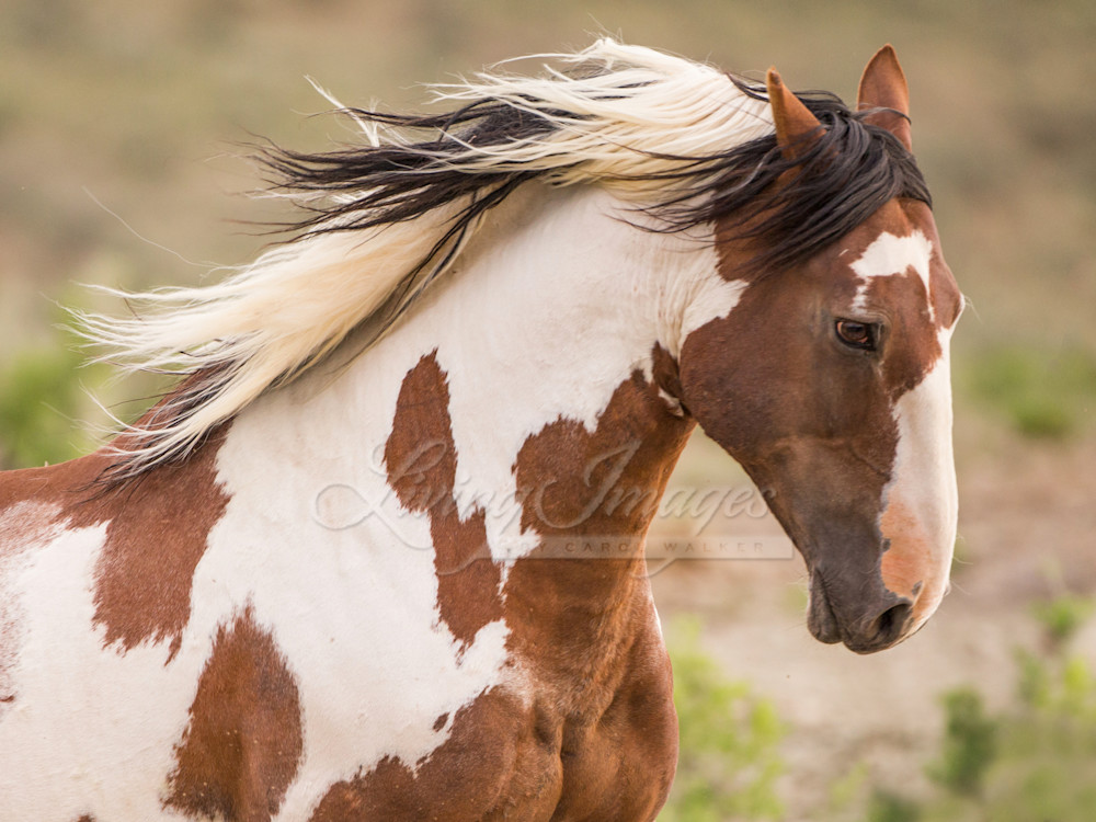 Picasso's Flying Mane Photography Art | Living Images by Carol Walker, LLC