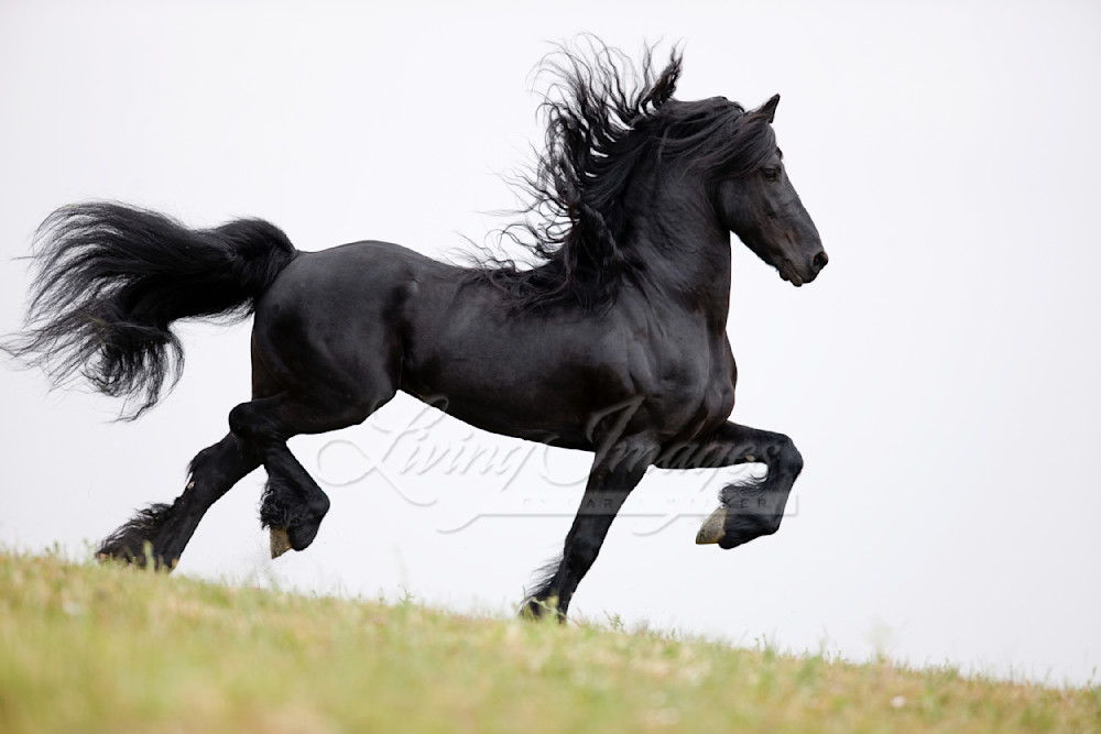 Ojai, CA, purebred horse, Friesian stallion doing passage