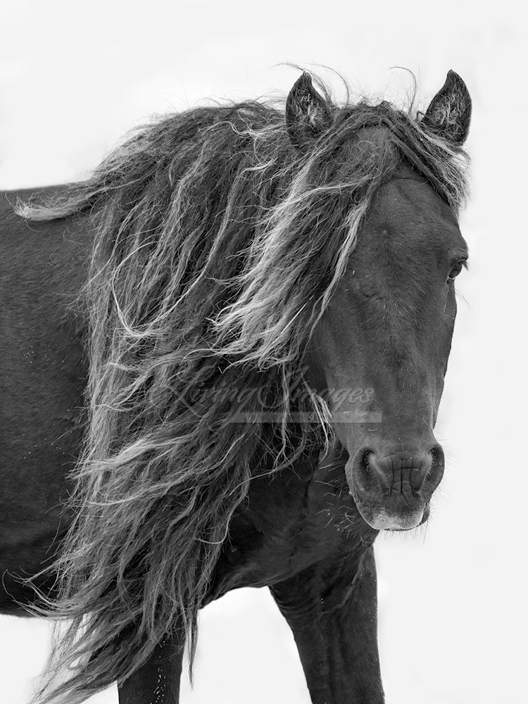 Sable Island Stallion's Long Mane Photography Art | Living Images by Carol Walker, LLC