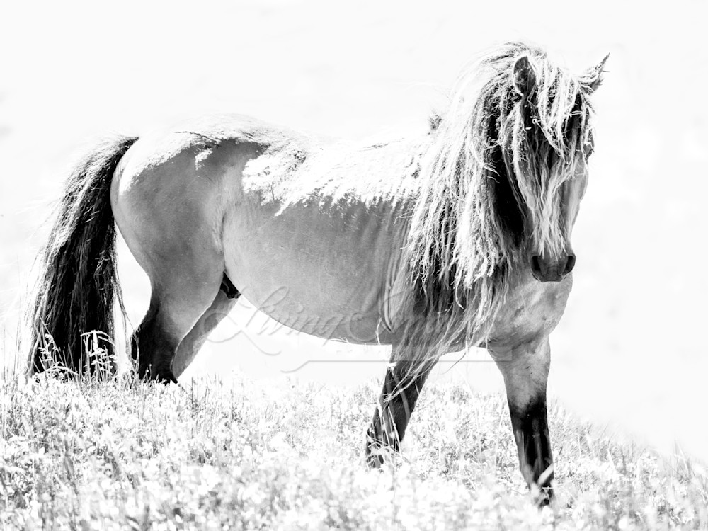 Strong Sable Island Stallion Photography Art | Living Images by Carol Walker, LLC