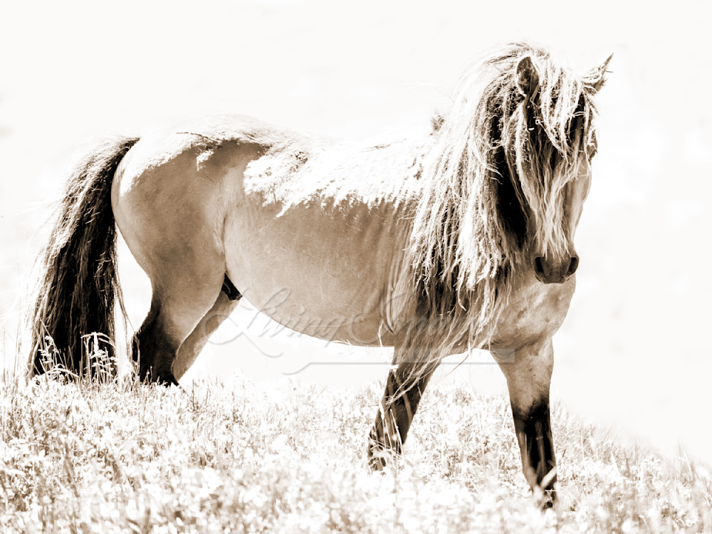 Strong Sable Island Stallion In Sepia Photography Art | Living Images by Carol Walker, LLC