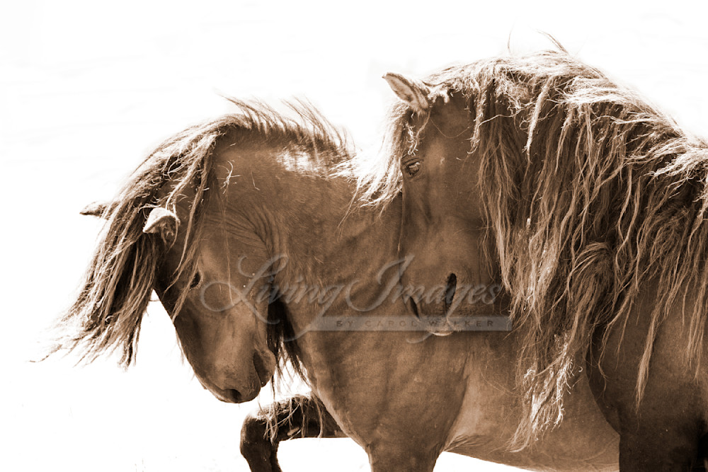 Two Sable Island Stallions Xi Photography Art | Living Images by Carol Walker, LLC