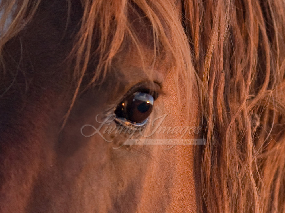 wild horse, mustang in McCullough Peaks, WY - eye of sorrel mare