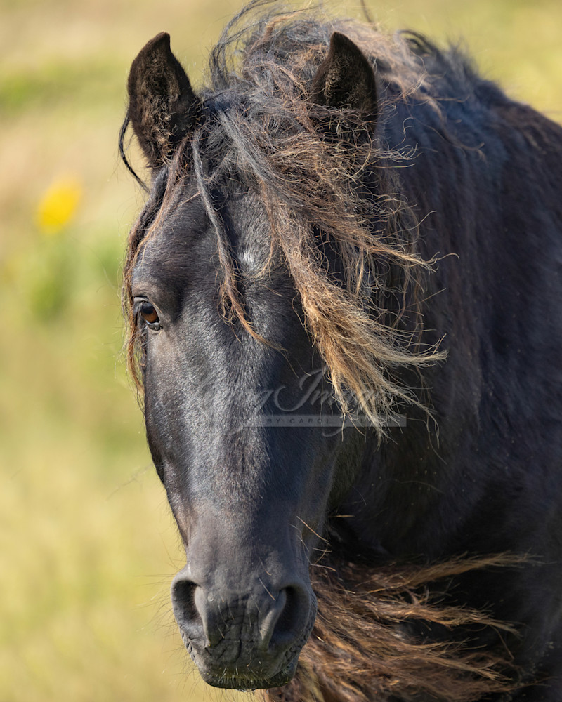 Sable Island Stallion Walking Close Photography Art | Living Images by Carol Walker, LLC