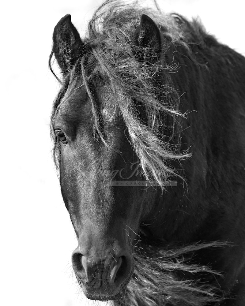 Sable Island Stallion Walking Close In Black And White Photography Art | Living Images by Carol Walker, LLC
