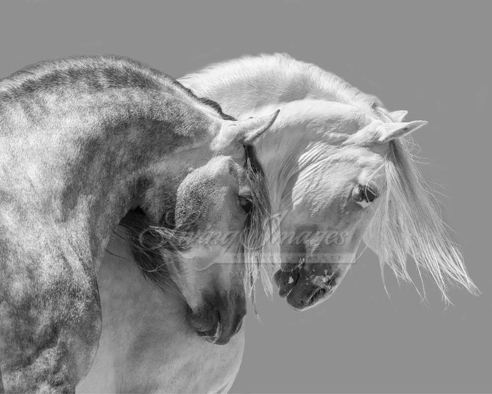 Two Grey Andalusian Stallions Iii Photography Art | Living Images by Carol Walker, LLC