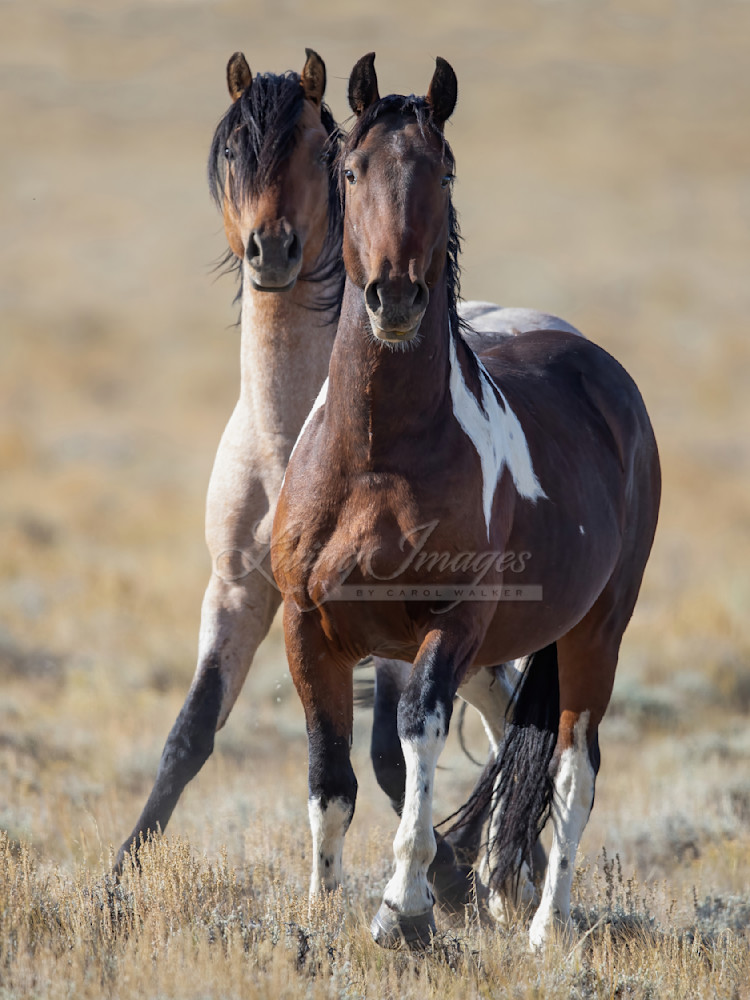 Two Wild Bachelor Stallions Photography Art | Living Images by Carol Walker, LLC
