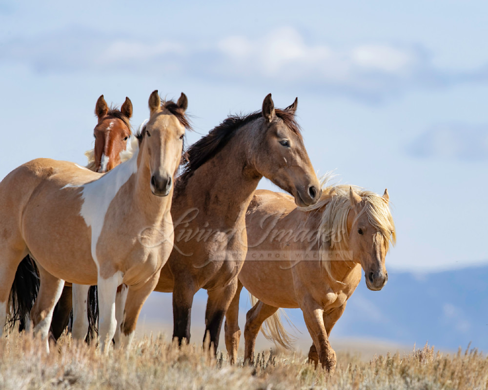 Wild Stallion El Dorado And His Family Photography Art | Living Images by Carol Walker, LLC