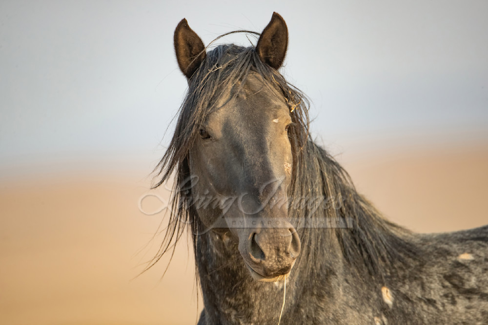 Wild Blue Roan Stallion At Sunrise Photography Art | Living Images by Carol Walker, LLC