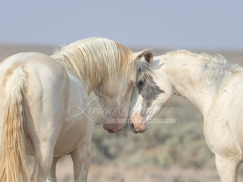 Two Colorful Bachelor Stallion Friends Photography Art | Living Images by Carol Walker, LLC
