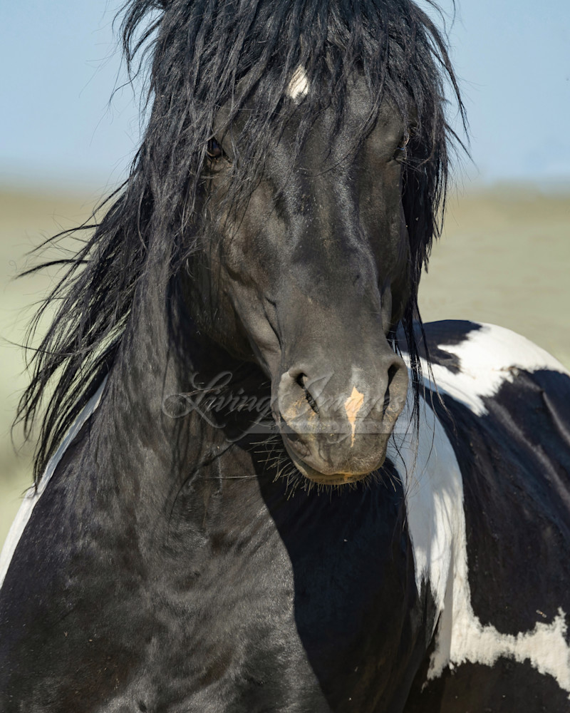 Wild Painted Stallion Runs Up Photography Art | Living Images by Carol Walker, LLC