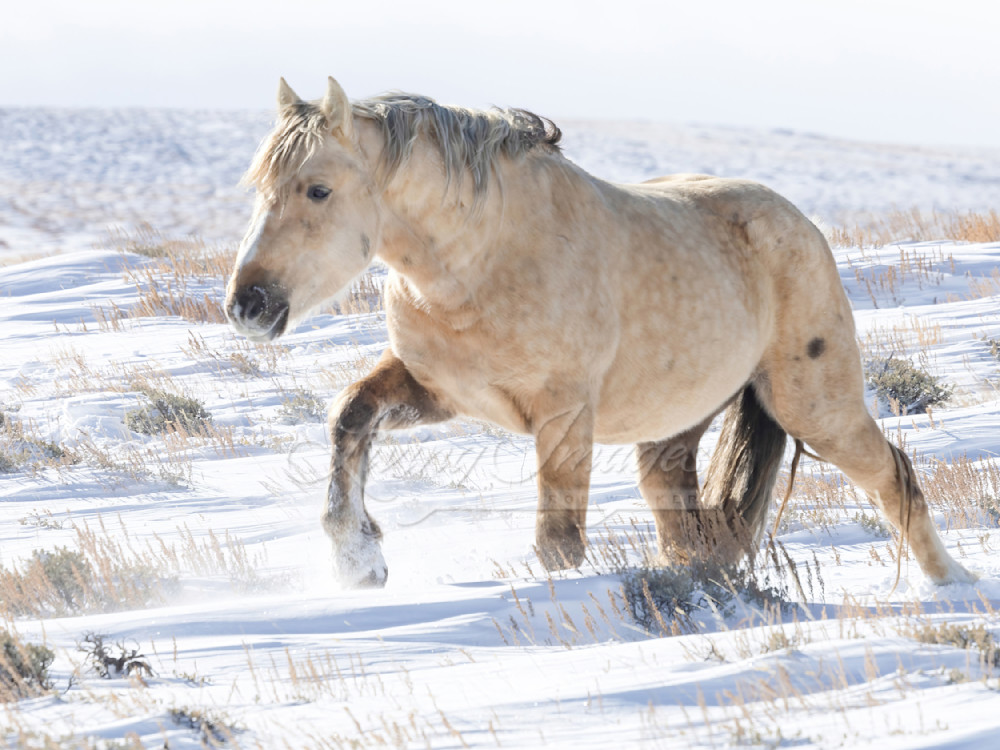 Aurelius Walks Through The Snow Photography Art | Living Images by Carol Walker, LLC